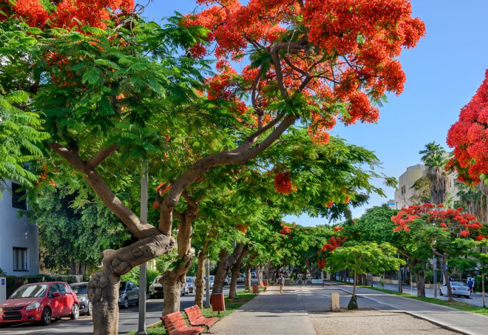 Tel Aviv Rothschild Boulevard