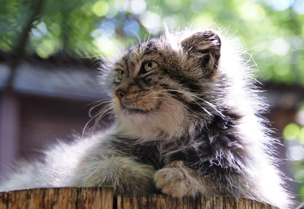 Šelma manul