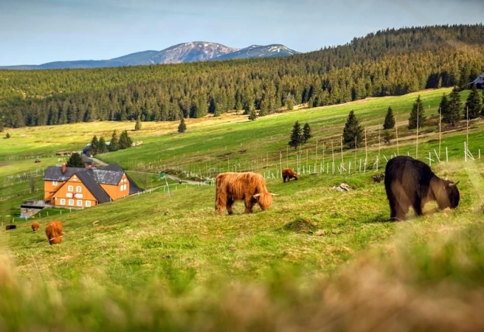 krávy u Klínovky