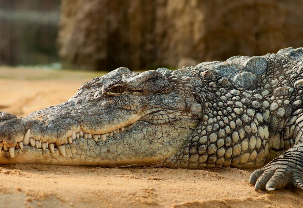 Pohled na krokodýla