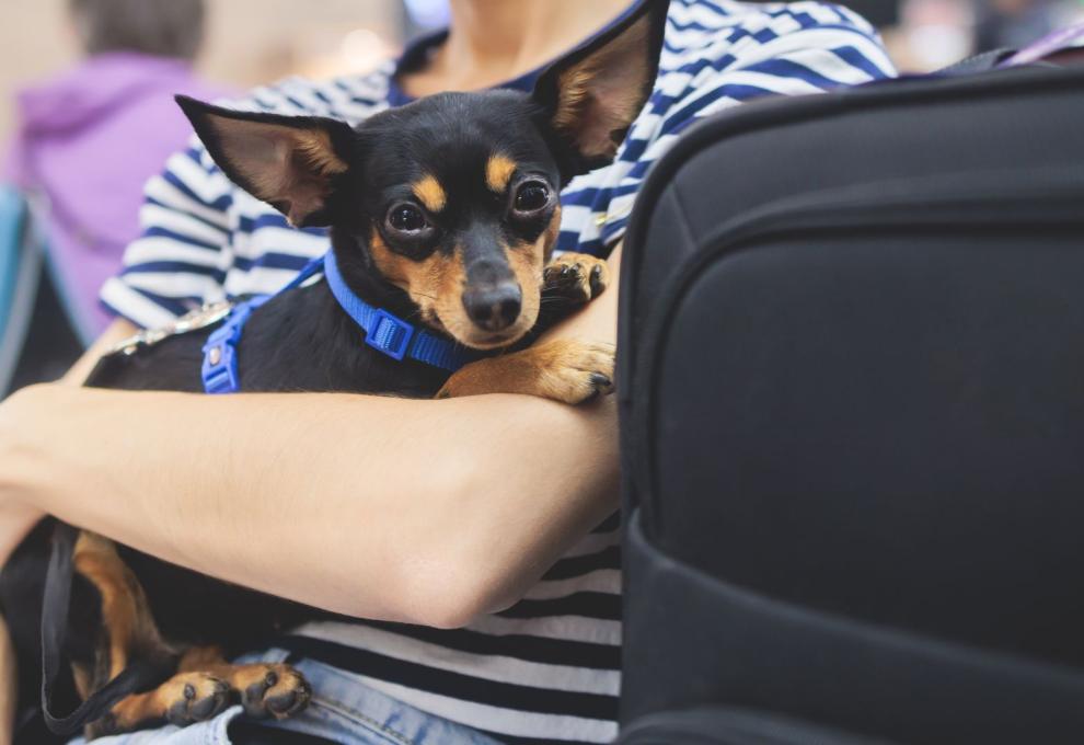 Malý pes sedí v náručí ženy vedle cestovního kufru