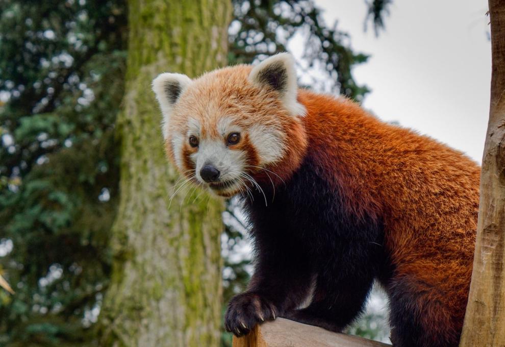 Ohrožená panda červená