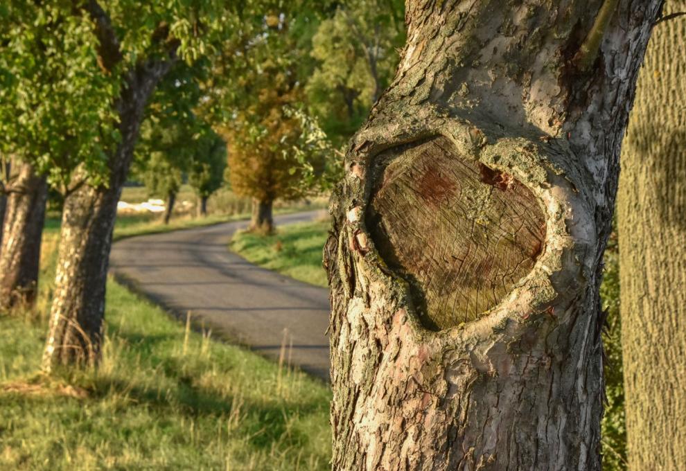 Romantika i symbol života
