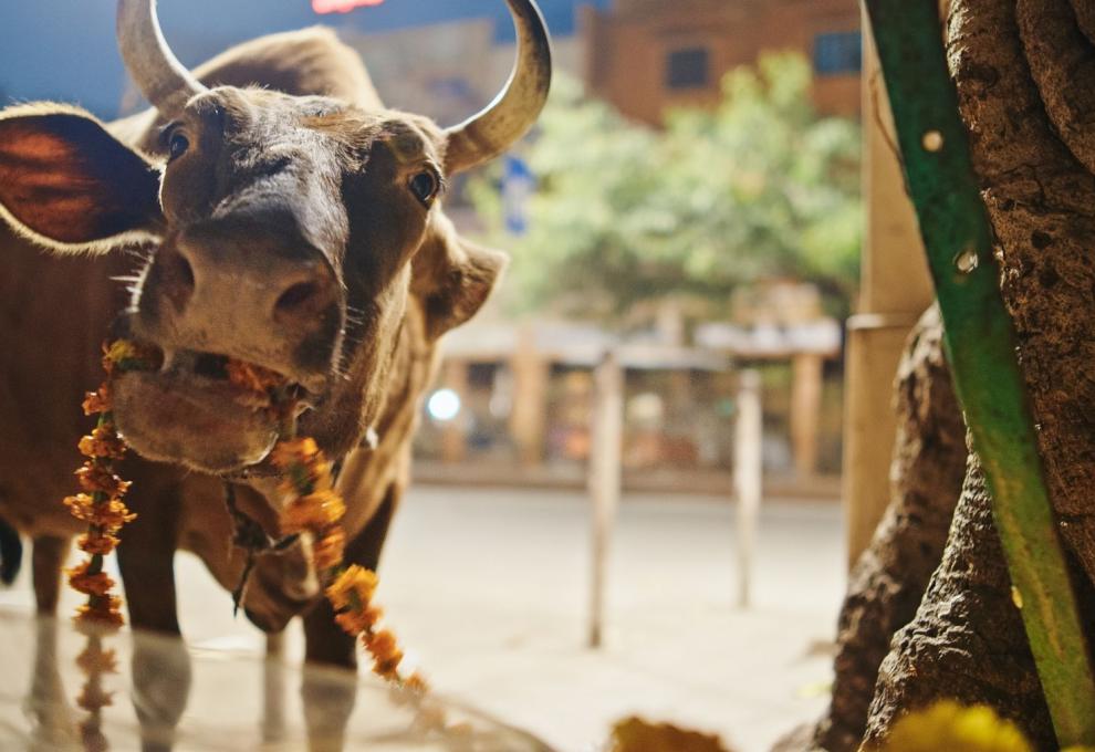 Kráva pohybující se volně po ulici