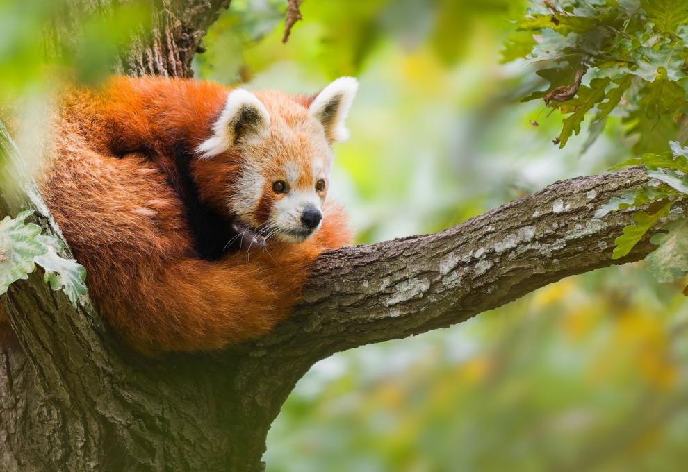 Panda červená stočená do klubíčka na stromě.