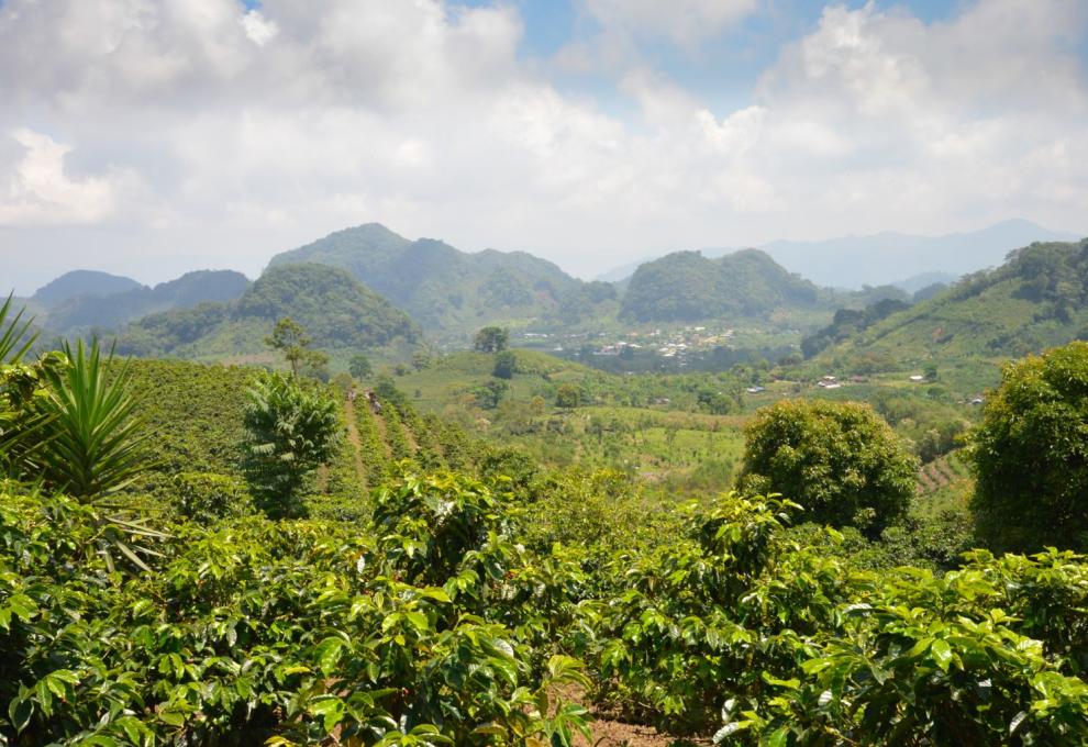 Honduraské plantáže