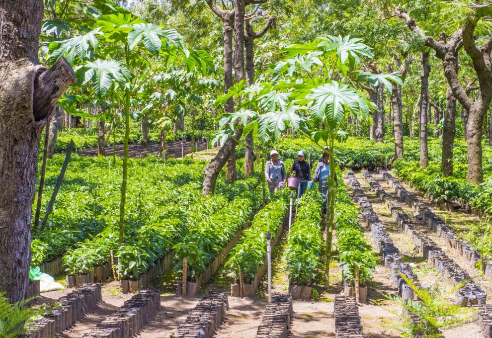 Guatemalské plantáže