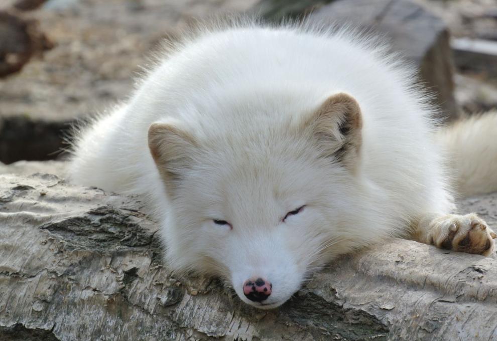Spící polární liška