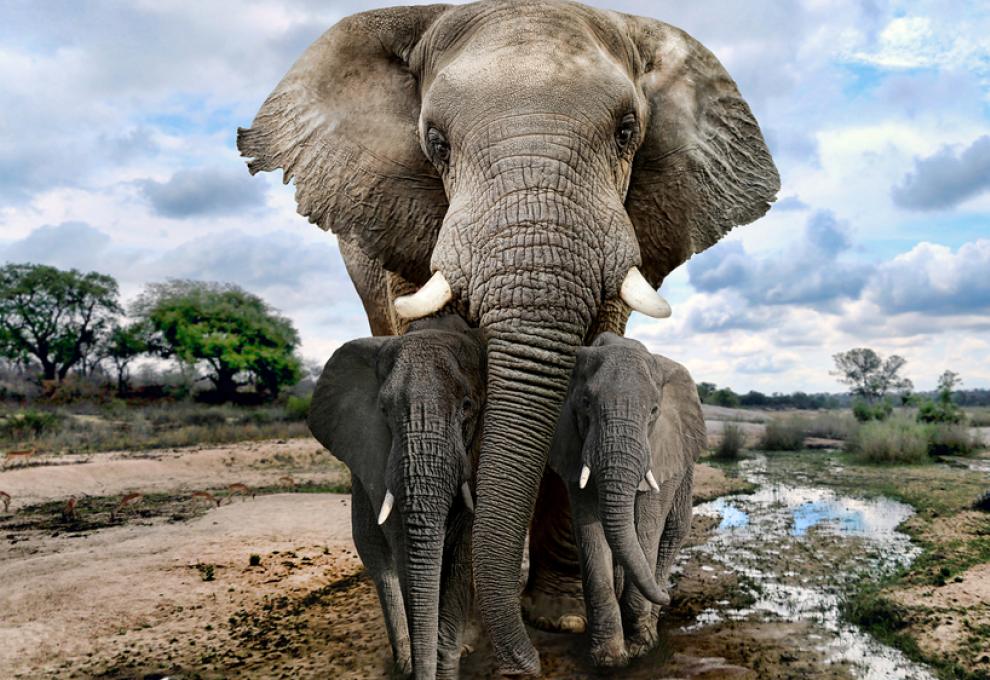 slon africký úvodní