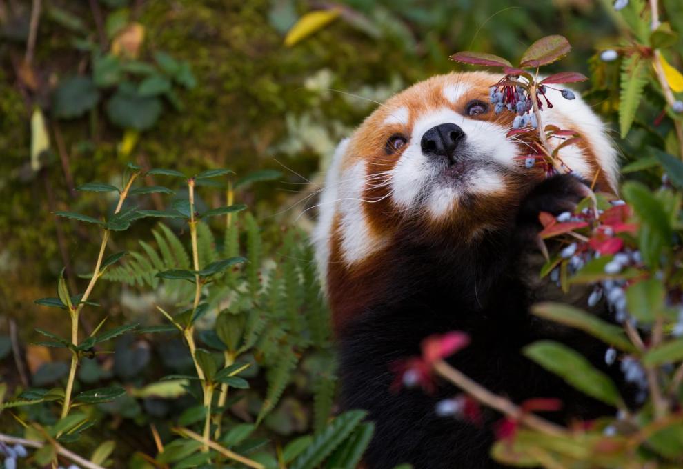 Panda červená v pražské zoo