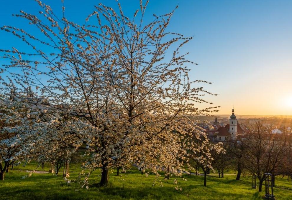 Petřín na jaře