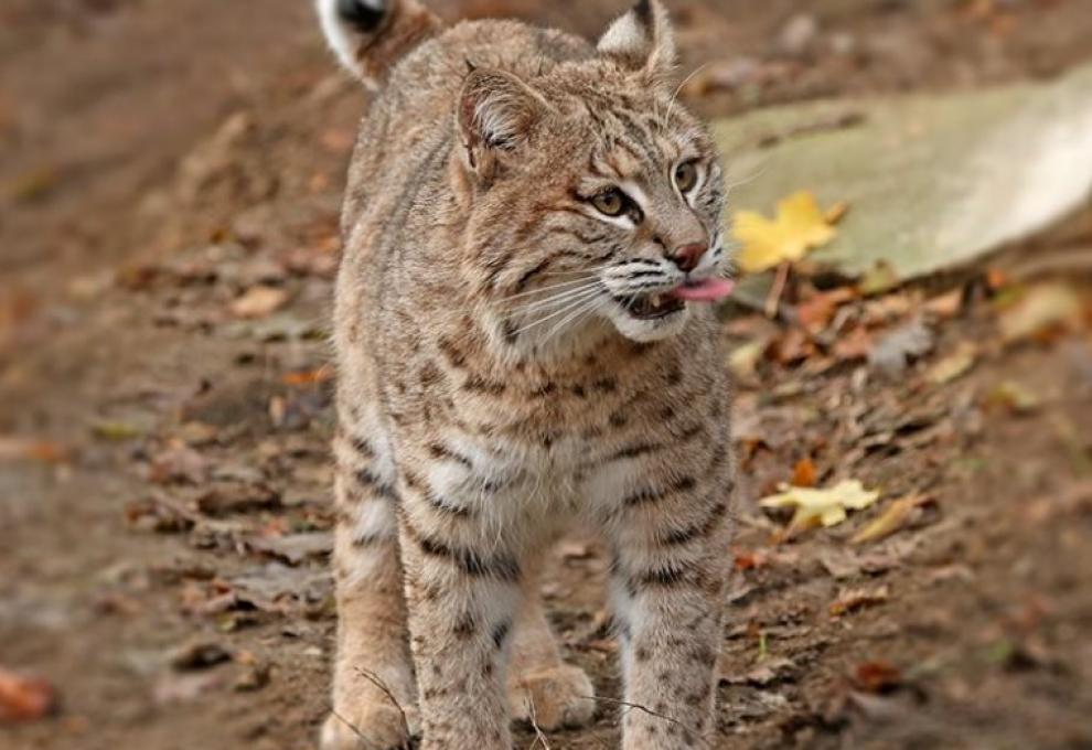 Plzeňská ZOO