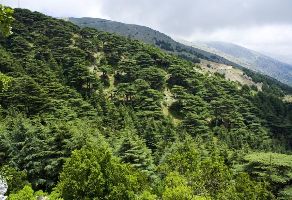 Cedrové lesy v Libanonských horách poblíž Baatara Gorge - Cestovinky.cz