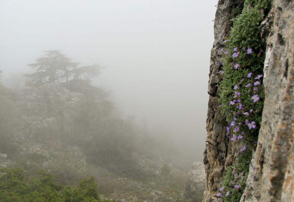 Mlhavé ráno u Baatara Gorge v Libanonu. - Cestovinky.cz