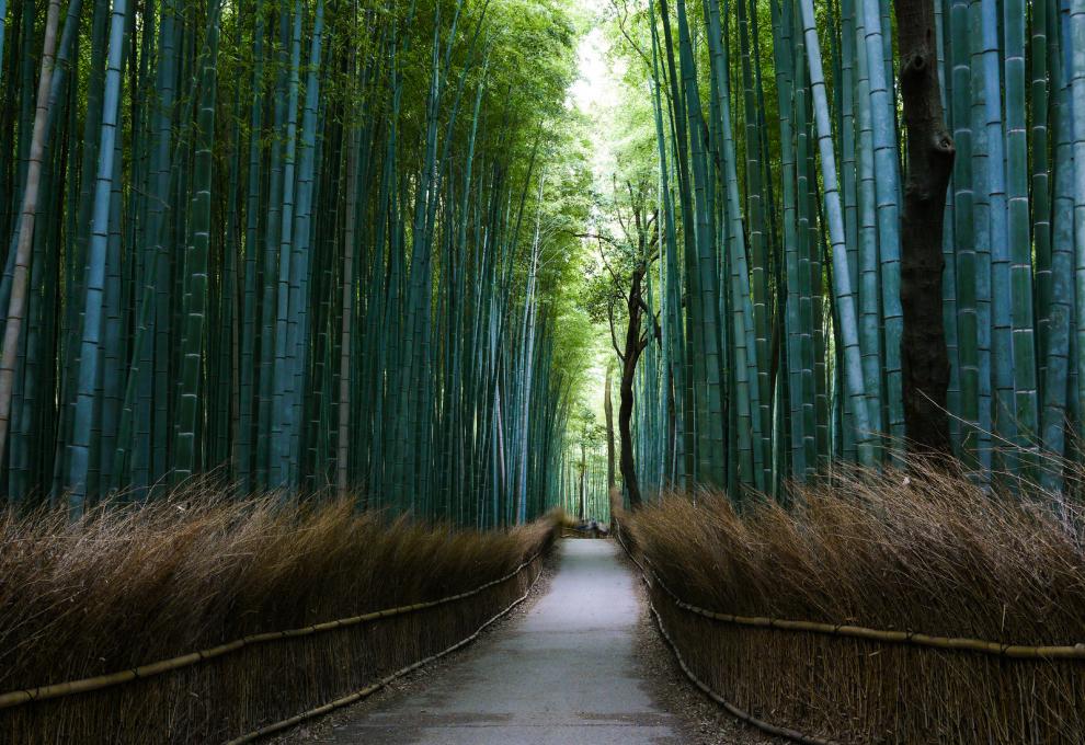 Prázdná cesta v oslnivém bambusovém lese nedaleko města Kjóto. - Cestovinky.cz