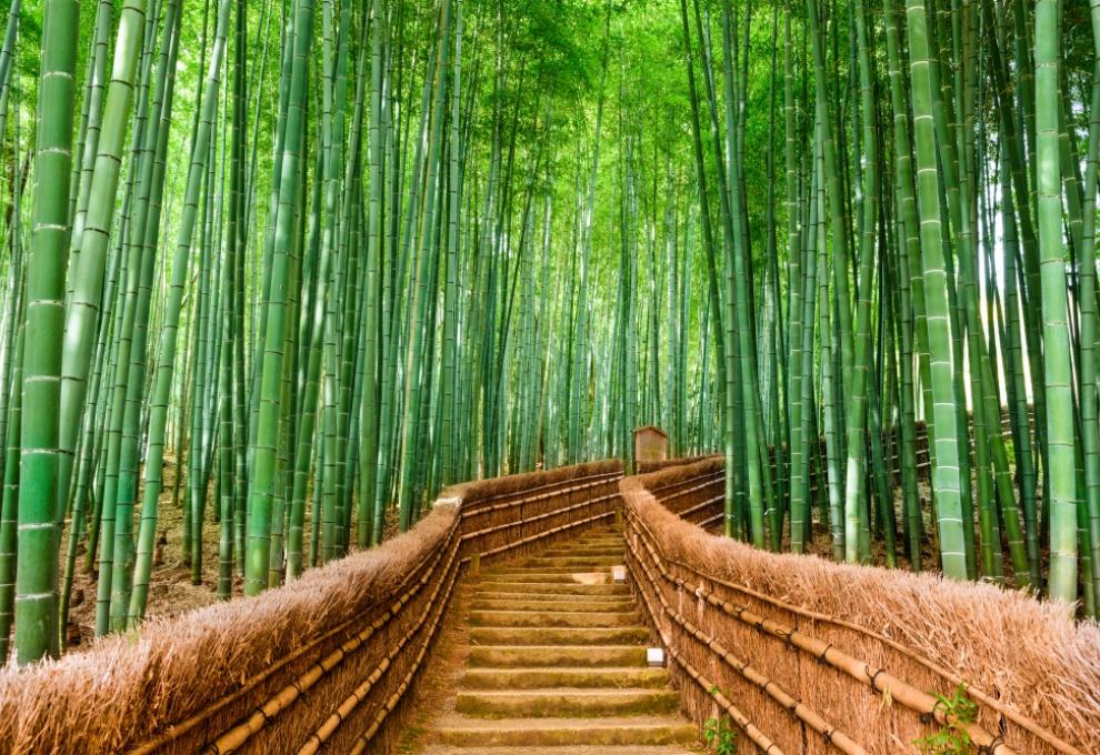 Dřevěné schody v saganském bambusovém háji v Japonsku. - Cestovinky.cz