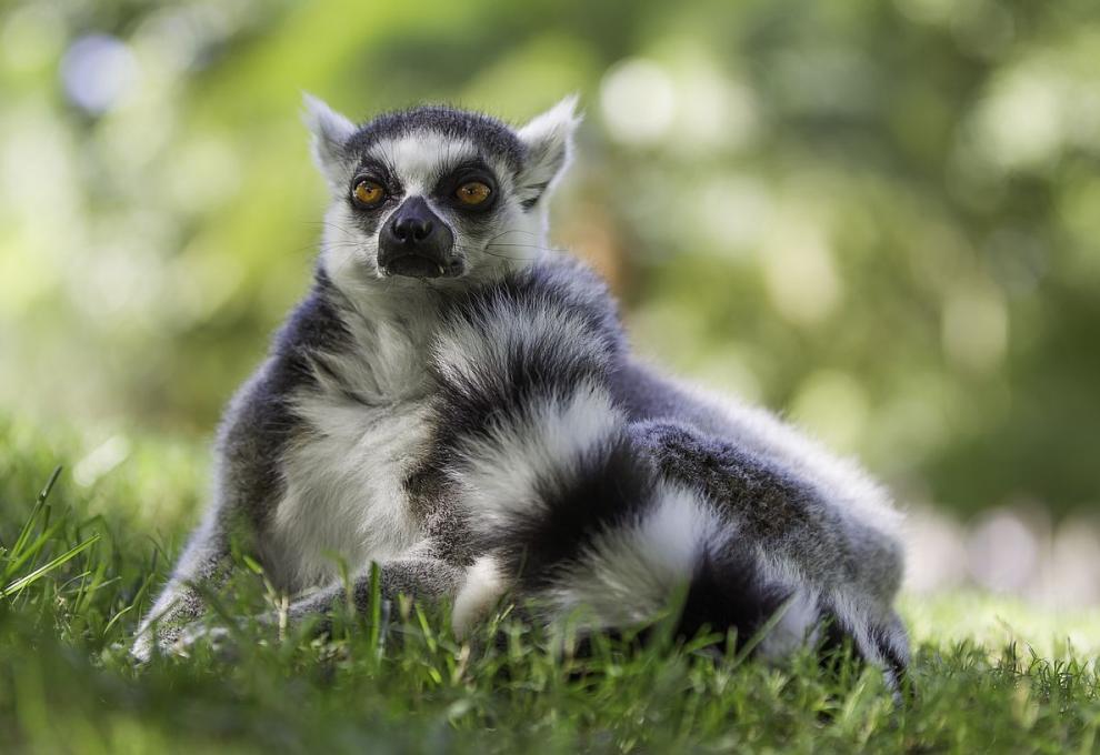 Madagaskar - Cestovinky.cz