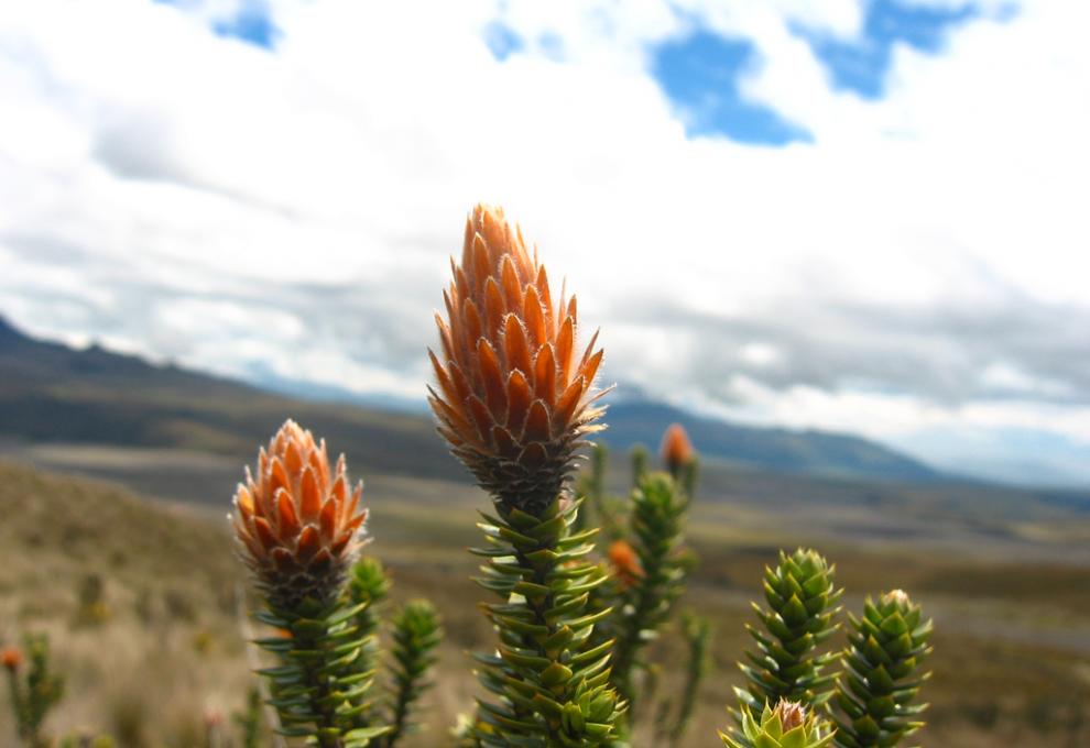 Cotopaxi - flóra - Cestovinky.cz