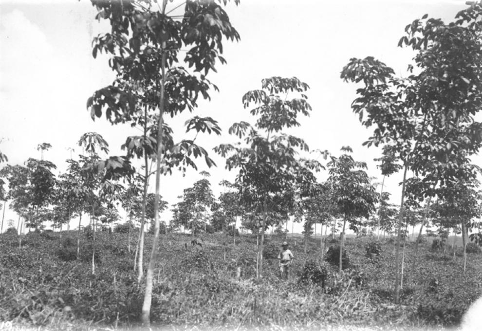 Fordlandia - kaučovník - Cestovinky.cz