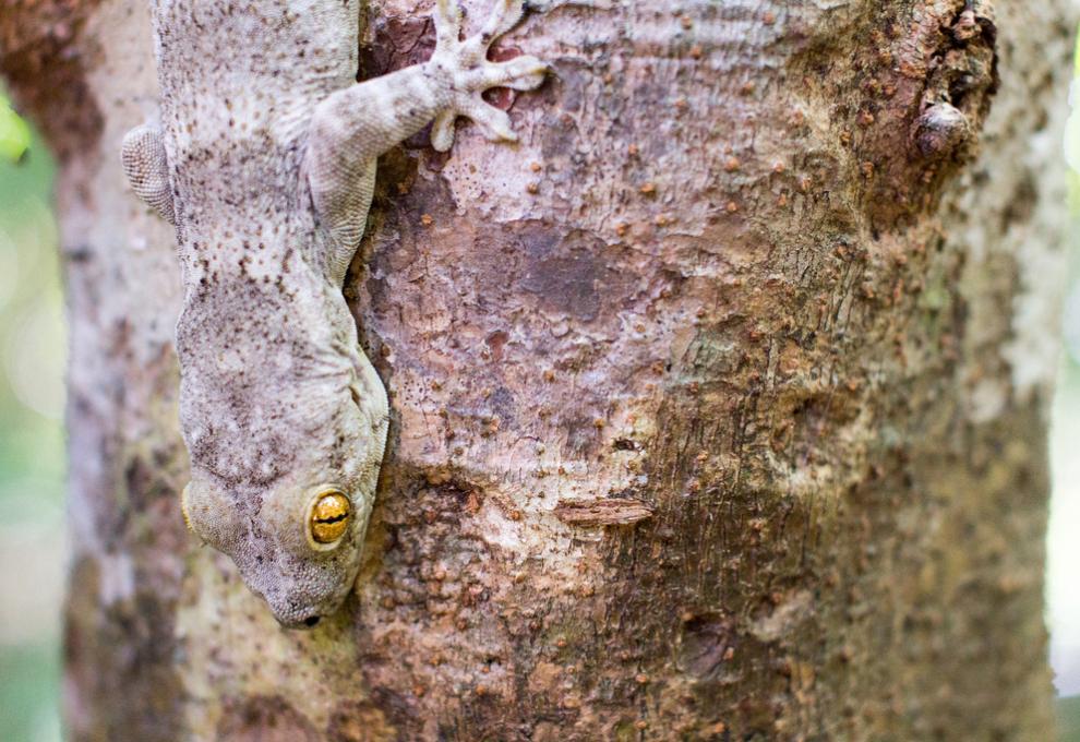 Gekon rodu Uroplatus v rezervaci Ankarana na Madagaskaru - Cestovinky.cz