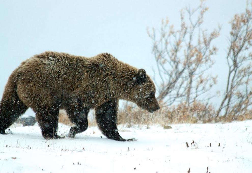 Denali - Medvěd v zimě - Cestovinky.cz