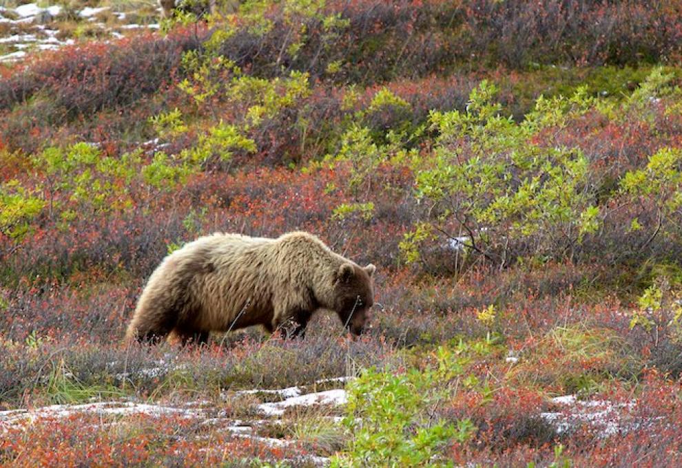 Denali - medvěd na pastvě - Cestovinky.cz