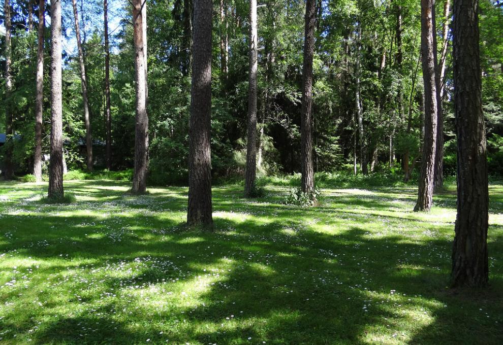 Borový les na hřbitově Skogskyrkogarden, jih Stockholmu ve Švédsku.  - Cestovinky.cz