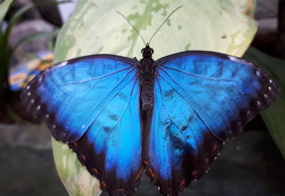Modrý morpho peleides si mě oblíbil nejvíc - Cestovinky.cz