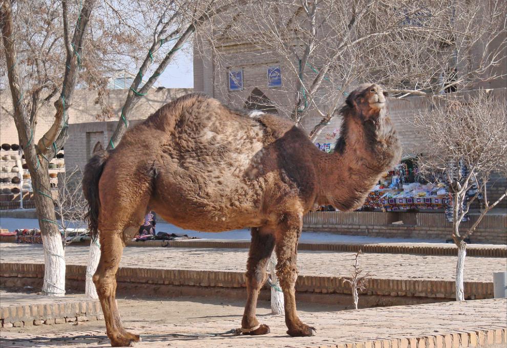 Velbloud Míša v městě Khiva a symbol Ičan Kala v Uzbekistánu - Cestovinky.cz