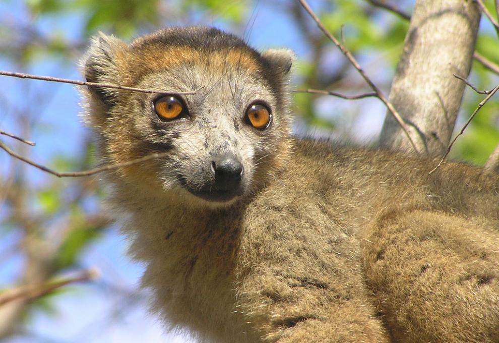 Lemur korunkatý v rezervaci Ankarana - Cestovinky.cz