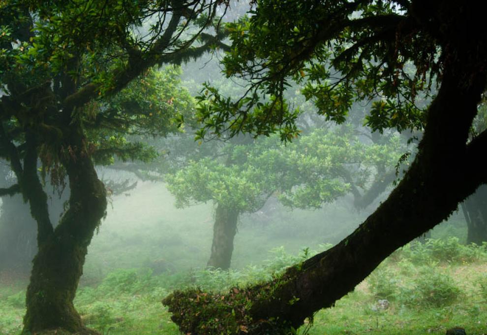 Vavřínový les na ostrově Madeira - mlha v lese - Cestovinky.cz