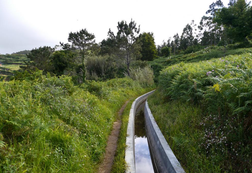 Vavřínový les na ostrově Madeira - leváda - Cestovinky.cz