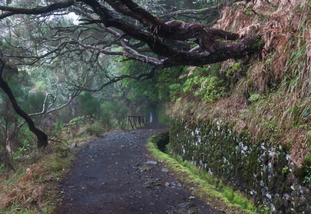 Vavřínový les na ostrově Madeira - magický les - Cestovinky.cz