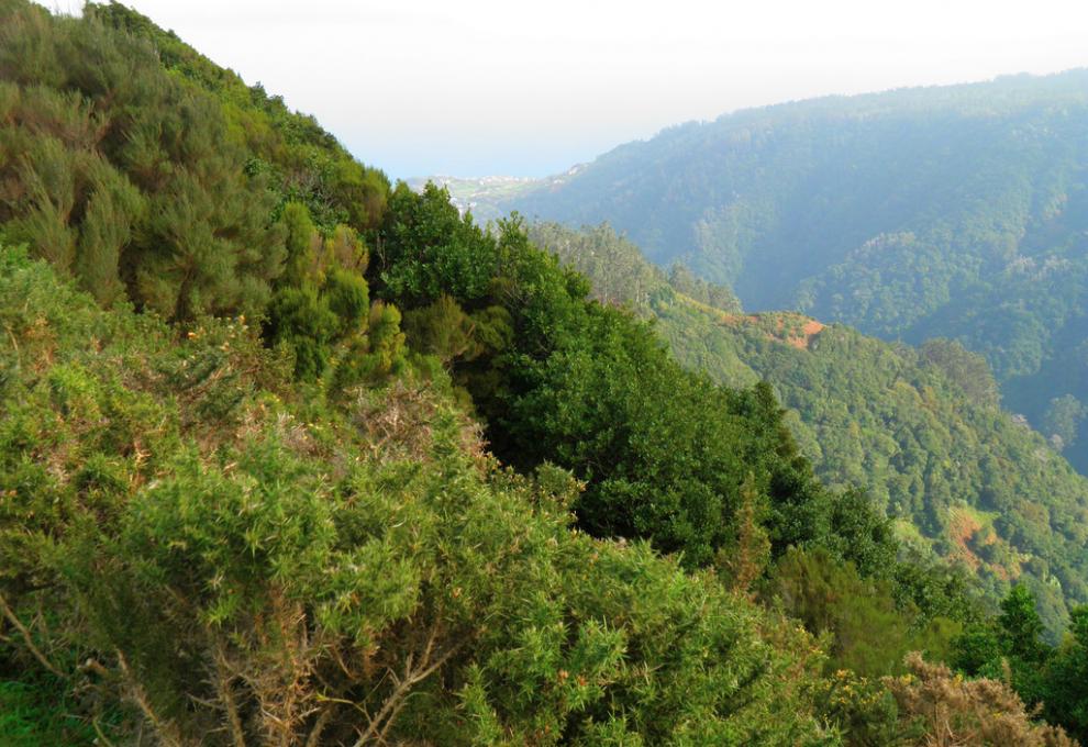 Vavřínový les na ostrově Madeira - zelený les a panorama údolí - Cestovinky.cz