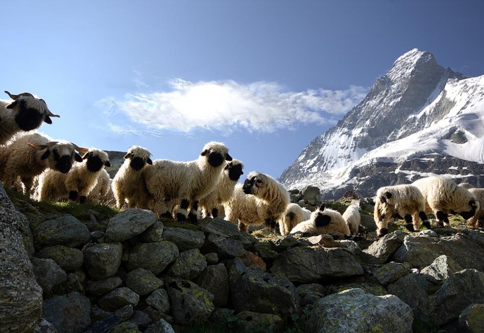 Ovečky u hory Matterhorn ve Švýcarsku. - Cestovinky.cz