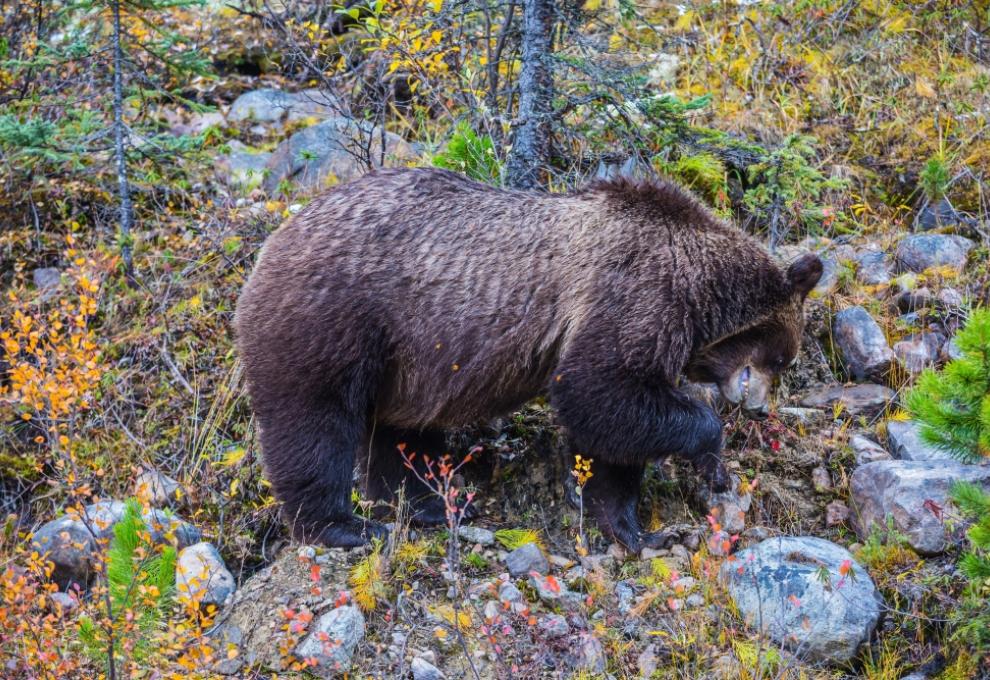 NP Jasper - Grizzly medvěd - Cestovinky.cz