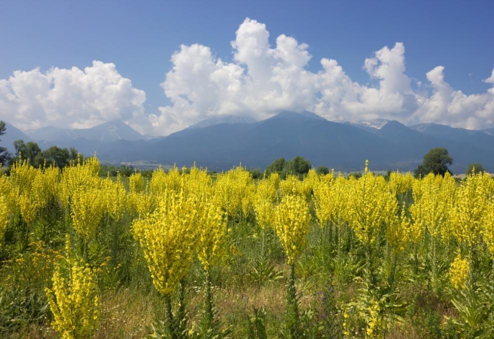 Krásné horské lučiny v pohoří Pirin, jihozápad Bulharska - Cestovinky.cz