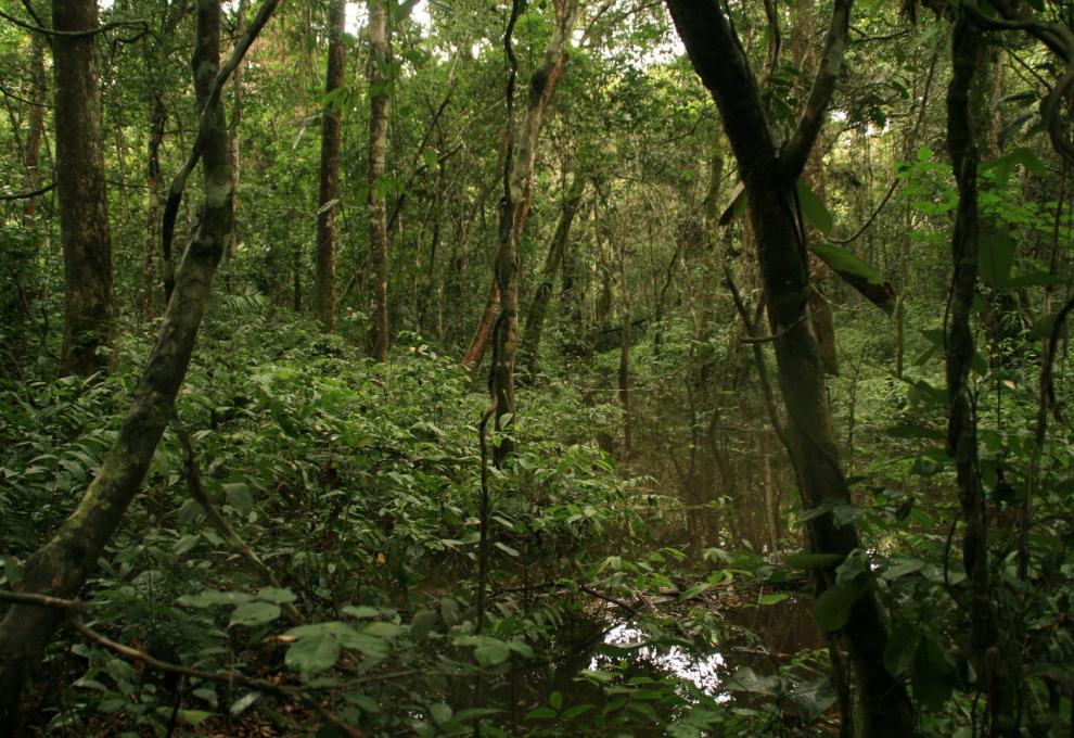 Unikátní tropický deštný prales v rezervaci Dja v jihovýchodním Kamerunu. - Cestovinky.cz