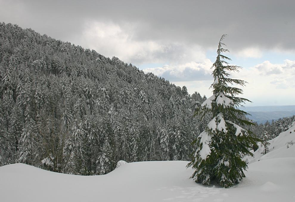 Zimní měsíce v pohoří Troodos na Kypru - Cestovinky.cz