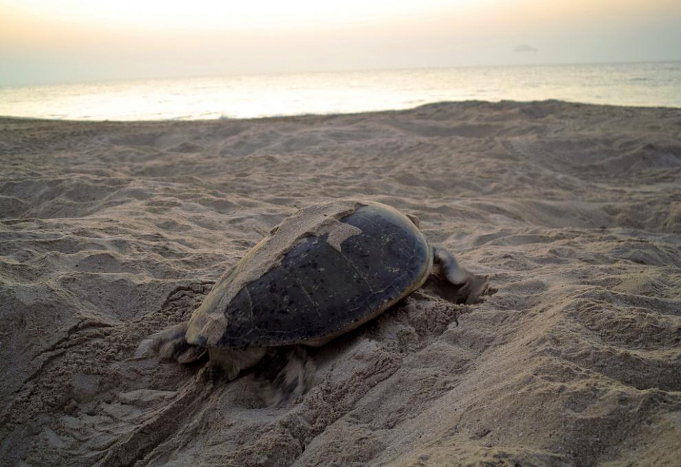 Mořská želva na pláži v Ras-Al-Hadd u města Súr v severovýchodním Ománu. - Cestovinky.cz