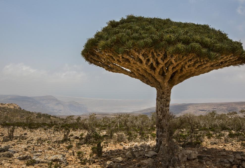 Dracaena draco - Cestovinky.cz