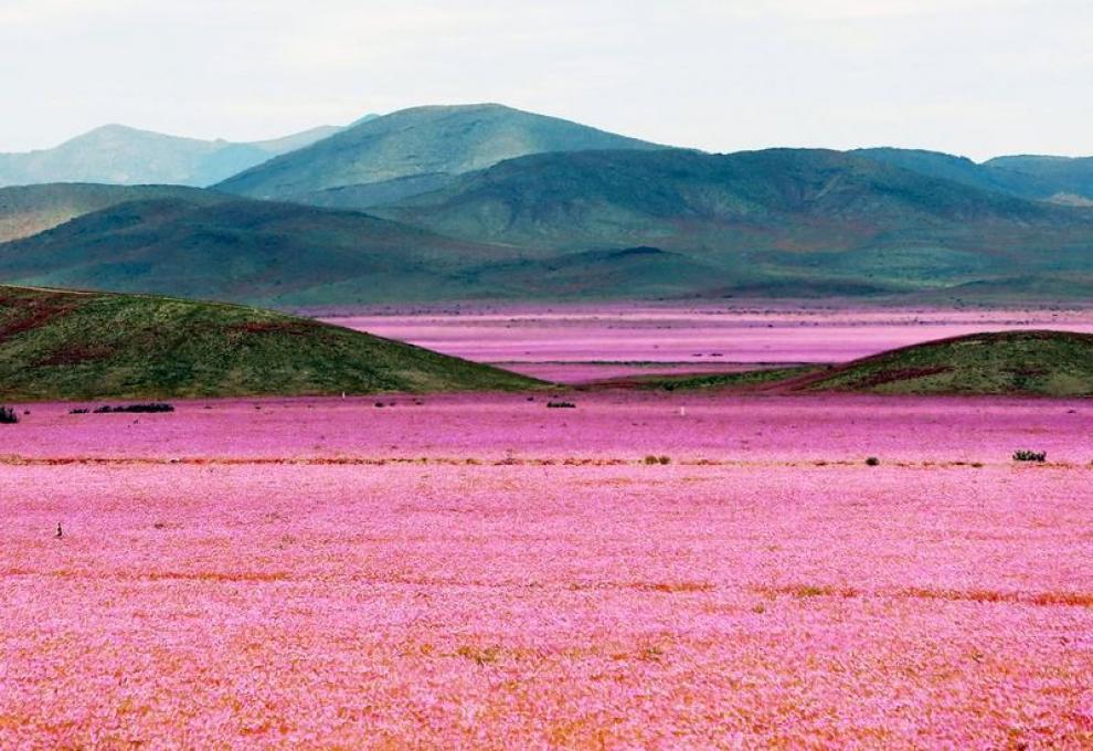 Puna de Atacama - Cestovinky.cz