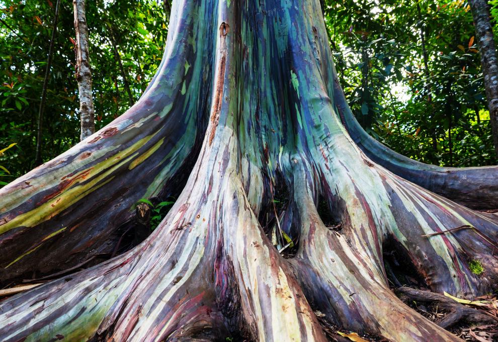 Eucalyptus deglupta  - Cestovinky.cz