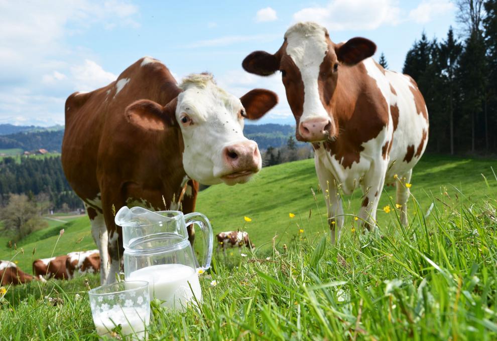 Švýcarské údolí Emmental - Cestovinky.cz