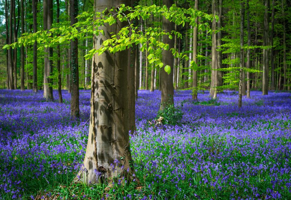 Les Hallerbos - Cestovinky.cz