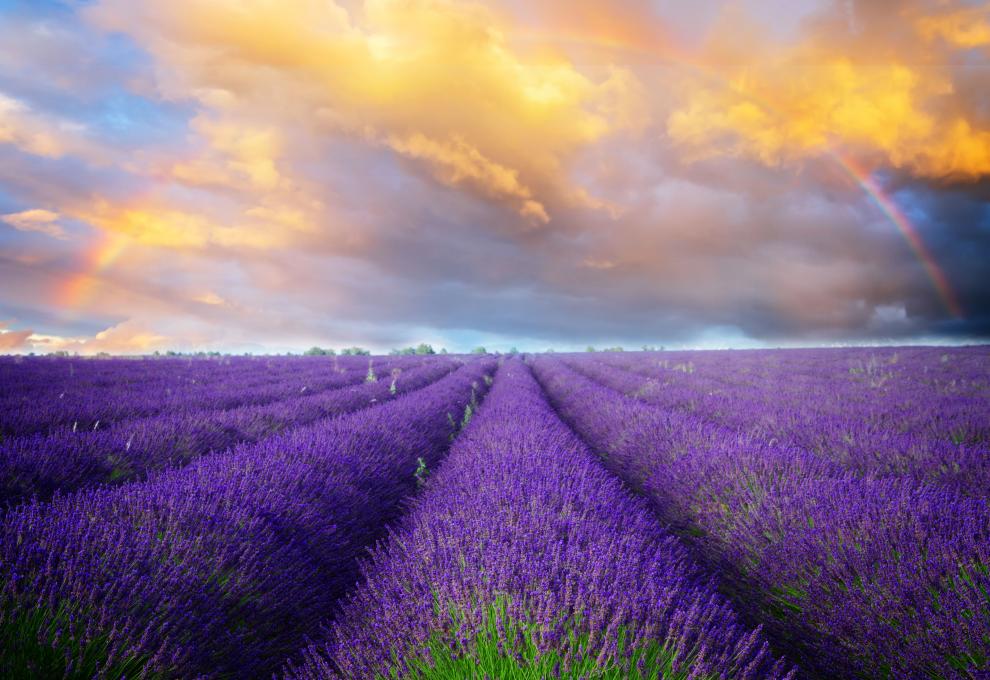 Levandulová pole ve francouzské Provence - Cestovinky.cz