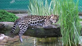 Ocelot