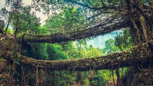 kořenové mosty v Indii