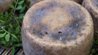 Casu Marzu