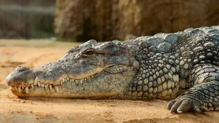 Pohled na krokodýla